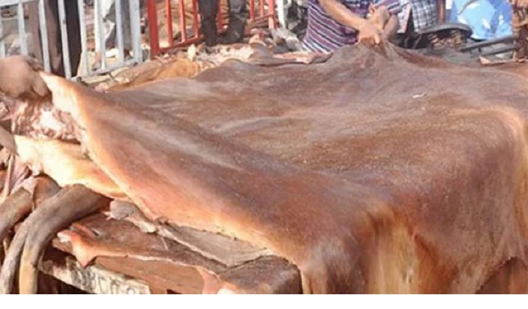 সিলেটে গরুর চামড়া সর্বোচ্চ ৩০০ টাকা