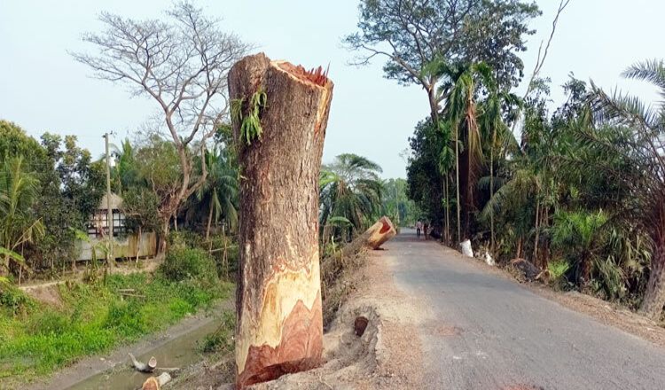 এক বছরে ১৭শ গাছ কেটেছে বন বিভাগ!